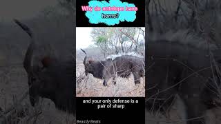 Top Wildlife Expert Reveals Antelope Horn SECRETS animals animal facts [upl. by Sophey]