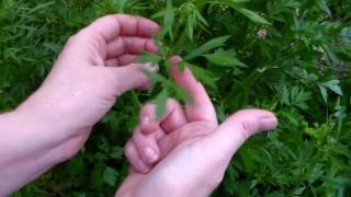 How To Harvest Parsley [upl. by Tteragram]