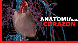 ✅ANATOMIA del CORAZON  CAPAS VENTRICULOS AURICULAS ARTERIAS Y VENAS  Anatomia en Enfermeria [upl. by Aznerol]