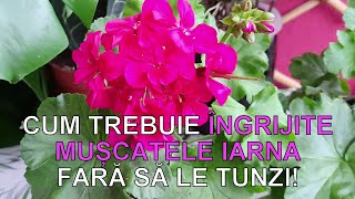 Cum trebuie ingrijite Muscatele iarna fara sa le tunzi [upl. by Caesaria]