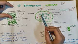 Site of Photosynthesis Hindi Role of Chloroplast in Photosynthesis Ultrastructure of Chloroplast [upl. by Ronoh]