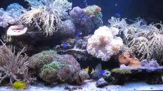 22 Year Old Reef System [upl. by Ranit881]