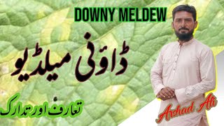 how to control downy mildew disease ڈاؤنی میلڈیو کیا ہے؟ [upl. by Vincents]