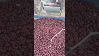 The production of jujube has increased significantly [upl. by Oecile]