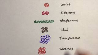 Microbiology  Arrangement Of Cocci Bacteria [upl. by Ahsinyt]