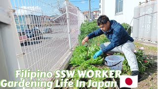 Gardening Life in Japan🇯🇵Making liquid fertilizerCounty Side🇯🇵Green yard in Japan🇯🇵cooking Life [upl. by Sukramal]