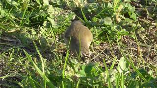 Yellow rumped Thornbill Laverton Creek 5th June 2024 [upl. by Drofla]