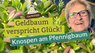 Geldbaum verspricht Glück Knospen am Pflennigbaum  Eigenschaften und Pflege  Zimmerpflanzen [upl. by Eilema131]