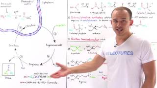 Urea cycle [upl. by Mcclees]