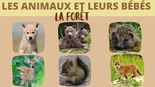 Les animaux de la forêt et leurs bébés [upl. by Gravante528]