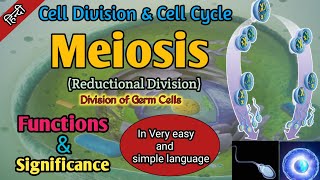 Meiosis in Hindi  Cell Cycle  Cell Division  Phases of Meiosis  Significance Of Meiosis [upl. by Brandwein688]