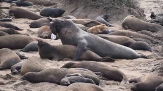 Sea Elephant Seal Mating at Ano Nuevo State Park [upl. by Funch528]