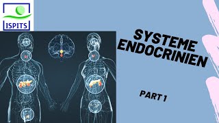 Système endocrinien Part 1 ISPITS AnatomieS1 [upl. by Saucy]