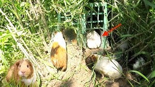 How to make simple Wild guinea pig trap  Wild guinea pig trap in Cambodia  Catch wild gu [upl. by Ennaer695]