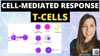 CELLMEDIATED response  Alevel biology immunity cellular response of T cells T Lymphocytes [upl. by Mattson]