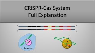 CRISPR System and CRISPR CAS9 Technique The full principle Part 1 [upl. by Ahsinik]