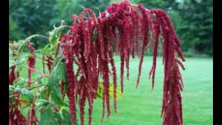 Kastoyan Amaranthus caudatus [upl. by Elbas]