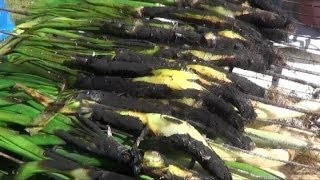 COMO HACER CALÇOTS Y SU SALSA ROMESCO [upl. by Otrebogad387]