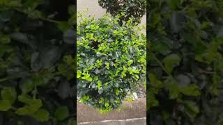 Fukien tea tree Boraginaceae  Tsaang gubat plant [upl. by Ylurt]