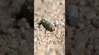 The Magical Metamorphosis How Caterpillars Transform into Butterflies  insects  InsectDiscovery [upl. by Ancier]