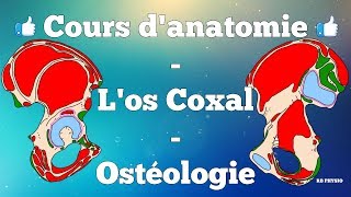 Anatomie du membre inférieur  L os coxal [upl. by Retsbew]