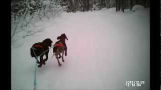 skijoring with 2 dogs in sweden [upl. by Alludba173]