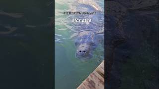 Manatee in Florida [upl. by Andres]