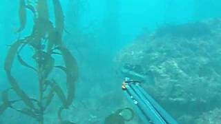 Spearfishing California Monterey Peninsula [upl. by Manouch]