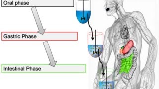 Pepsin Activity Assay for In Vitro Food Digestion 2014 Minekus et al Food amp Function [upl. by Eillor]