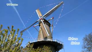 De Betuwe Molen Buren  Bloesemtocht Appeldijk [upl. by Atterol47]