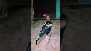 Aseel Murga Lover Shouq Aseel rooster shortsfeed aseelmurganchicks aseelmurga birds shorts [upl. by Karrah]