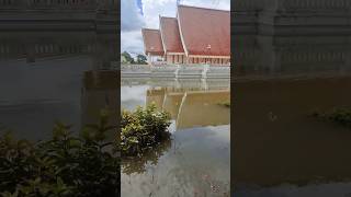 Temple in Phayao flooded phayao thailand rain shorts tailue2know [upl. by Tremann]