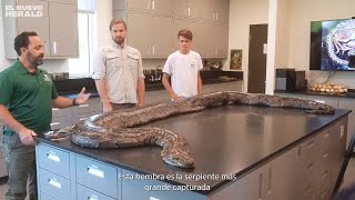 😱😱 Capturan la pitón más grande hasta ahora en Florida Una hembra de casi 18 pies de largo 🐍🐍 [upl. by Koziara]