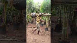 Crossing Coconut Plants  Big Size Coconut Plants  Ashok Chakra Nursery  Kadiyam Abbai [upl. by Eelatsyrc]