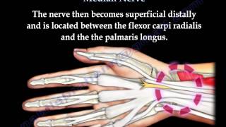 Anatomy Of The Median Nerve  Everything You Need To Know  Dr Nabil Ebraheim [upl. by Ruprecht]