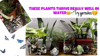 10 Plants You Can Propagate in WaterYi plants panima propagate garnuhoswaterplantspropagation [upl. by Kilam598]