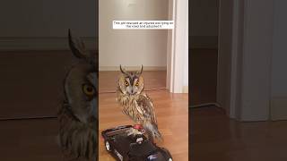 This girl rescued an injured owl lying on the road and adopted it animalshorts shortvideo [upl. by Reimer]