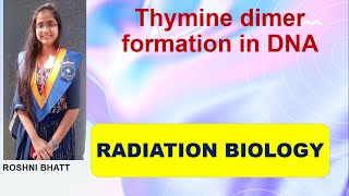 Thymine dimer formation due to UVB radiation [upl. by Star]