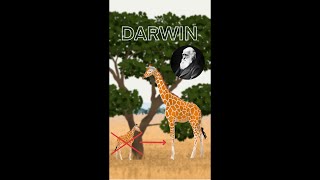 La teoría evolutiva de DARWIN SELECCIÓN NATURAL [upl. by Brieta]