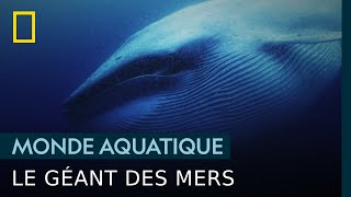 La baleine bleue la plus grande habitante des océans [upl. by Aihsekin]