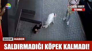 Saldırmadığı köpek kalmadı [upl. by Enilekaj]