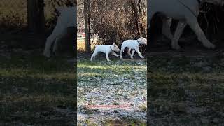 Dogo argentino puppies Lithuania dogoargentinopuppies [upl. by Dleifxam352]