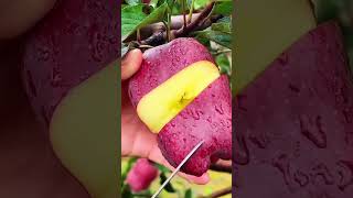 Beautiful mj garden apple 🍏🍏🍏 fruit naturallifeb satisfying naturalclips fruitcutting nature [upl. by Pressman]