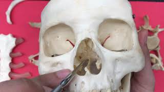 Bone Landmarks of the Axial Skeleton for Anatomy and Physiology 1 [upl. by Onairelav796]