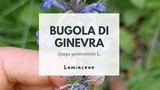 BUGOLA DI GINEVRA  Ajuga genevensis L  Lamiaceae  Upright bugle [upl. by Horton]