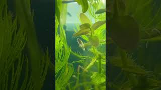 Baby Sparkling Gourami aquarium gouramis [upl. by Jovita]