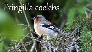 Peippo laulaa Chaffinch singing Fringilla coelebs Bofink sång Zięba śpiewanie Зяблик пение [upl. by Lig]