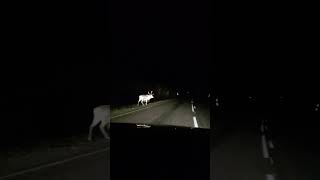 A night meeting on the road in Lapland finland lapland [upl. by Aiekan]