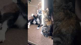 Funny Cat Moments catsruleeverythingaroundme cats [upl. by Baalman508]