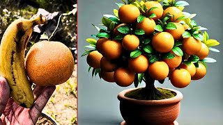 Crazy Idea To Grow Orange Tree With Banana Fruit  Grow Orange Tree orange [upl. by Garaway]